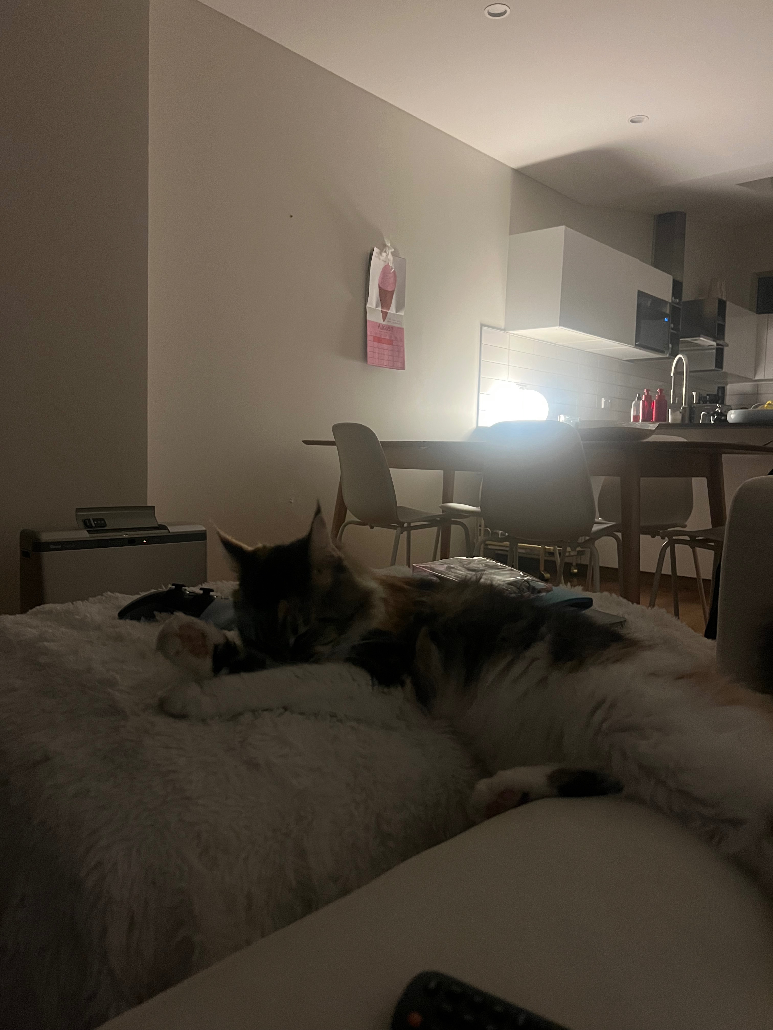 Dark photo - but Alma followed me in again